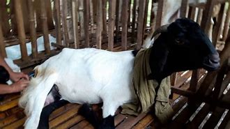 Kambing Melahirkan Kembar 3 Di Indonesia